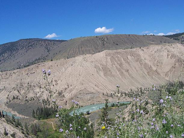 wildblumen in den chilcotin river scenic - drifted stock-fotos und bilder