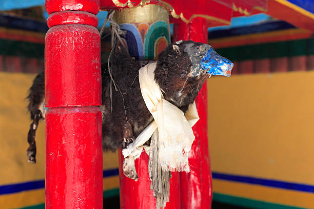 monasterio de interiores de budistas, circa de mayo de 2011, ladakh, india - buddhist puja fotografías e imágenes de stock