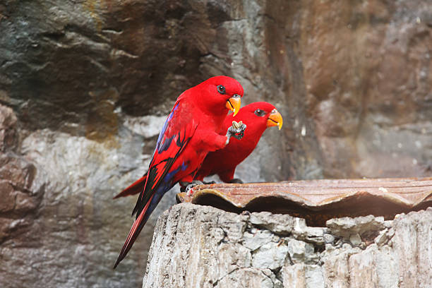 paar auf roten eigentliche papageien vögel - rotlori stock-fotos und bilder
