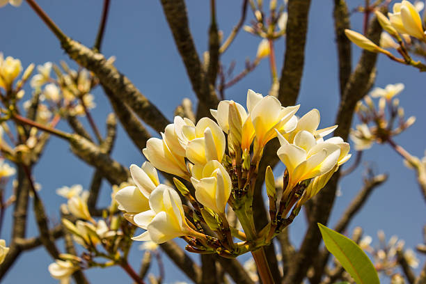 białe i żółte kwiaty frangipani - scented asia asian culture bunch zdjęcia i obrazy z banku zdjęć