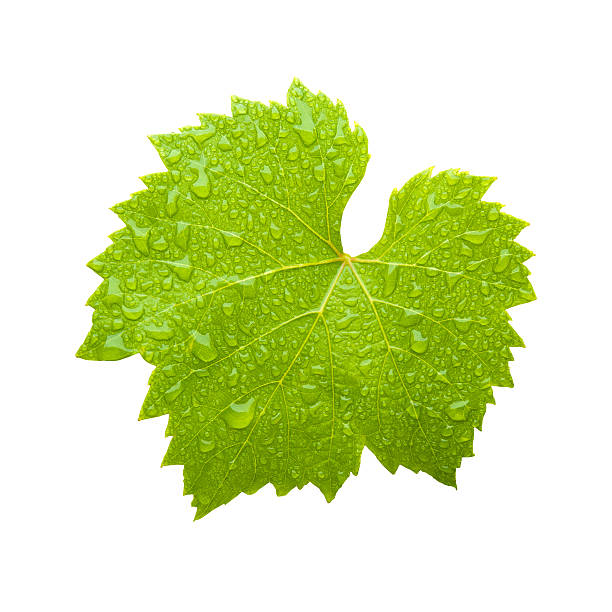 feuille de vin frais - grape leaf photos et images de collection