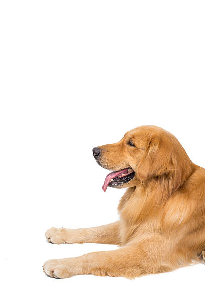 istock Beautiful dog sitting down - isolated over a white background 466993528
