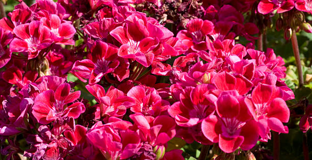 Pink flowers stock photo