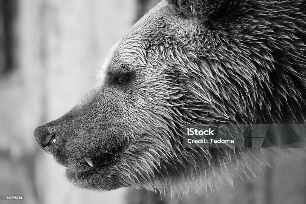 Ursus arctos - Foto de stock de Agresión libre de derechos