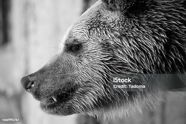 Ursus Arctos Foto de stock y más banco de imágenes de Agresión - Agresión, Animal, Animales cazando