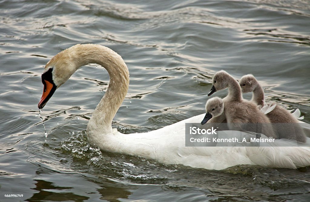 Swan Cygnets On Back Stock Photo - Download Image Now - Denmark, Mute Swan,  Animal - iStock