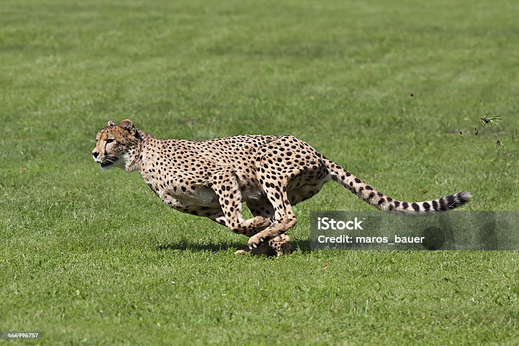 Running cheetah Photo cheetah running across the grass, while running rips up pieces of grass Cheetah Stock Photo