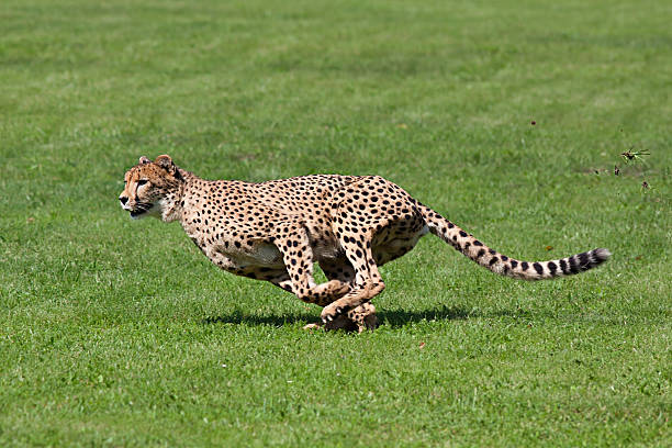 Running cheetah stock photo