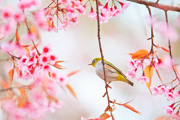 istock white-eye Bird on Cherry Blossom and sakura 466997305