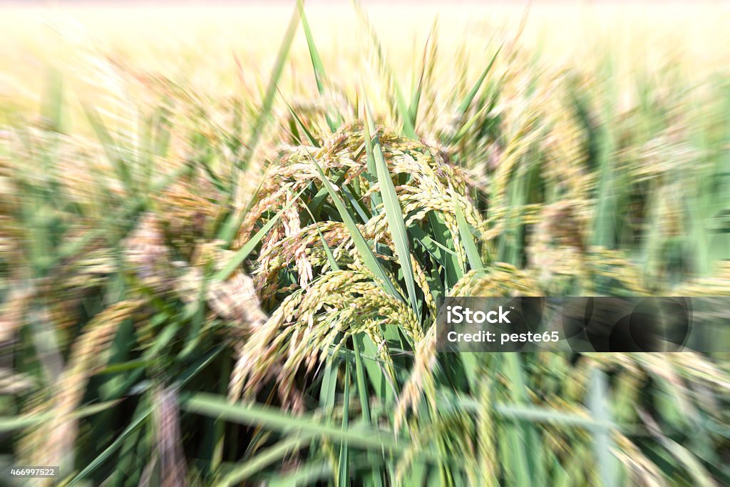 Arroz maduro explosão. Imagem a cores - Foto de stock de 2015 royalty-free