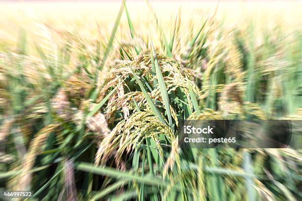 Foto de Arroz Maduro Explosão Imagem A Cores e mais fotos de stock de 2015 - 2015, Agricultura, Ajardinado