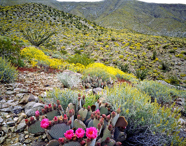istock Blooming Desert, Anza-Borego, California 466997548