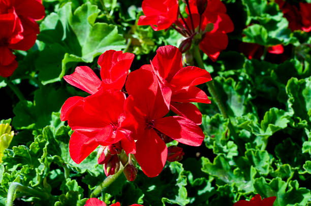 Red flowers stock photo