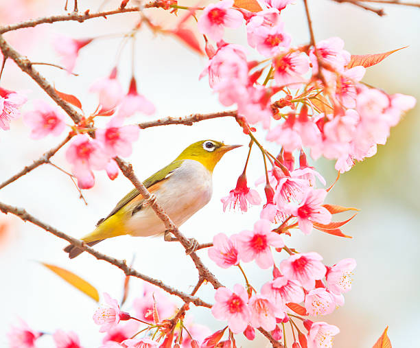 istock white-eye Bird on Cherry Blossom and sakura 466997921