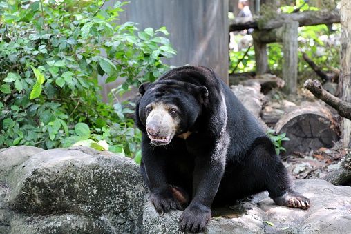 asia black bear