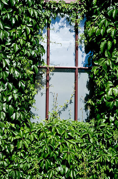 Window overgrown ivy stock photo