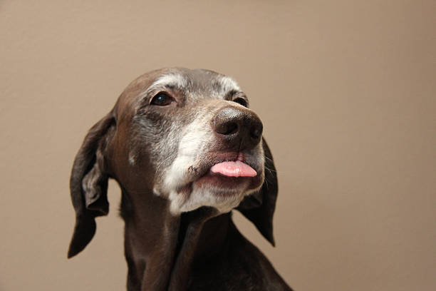 istock Portrait of a german shorthaired pointer, 11 years old 466999211