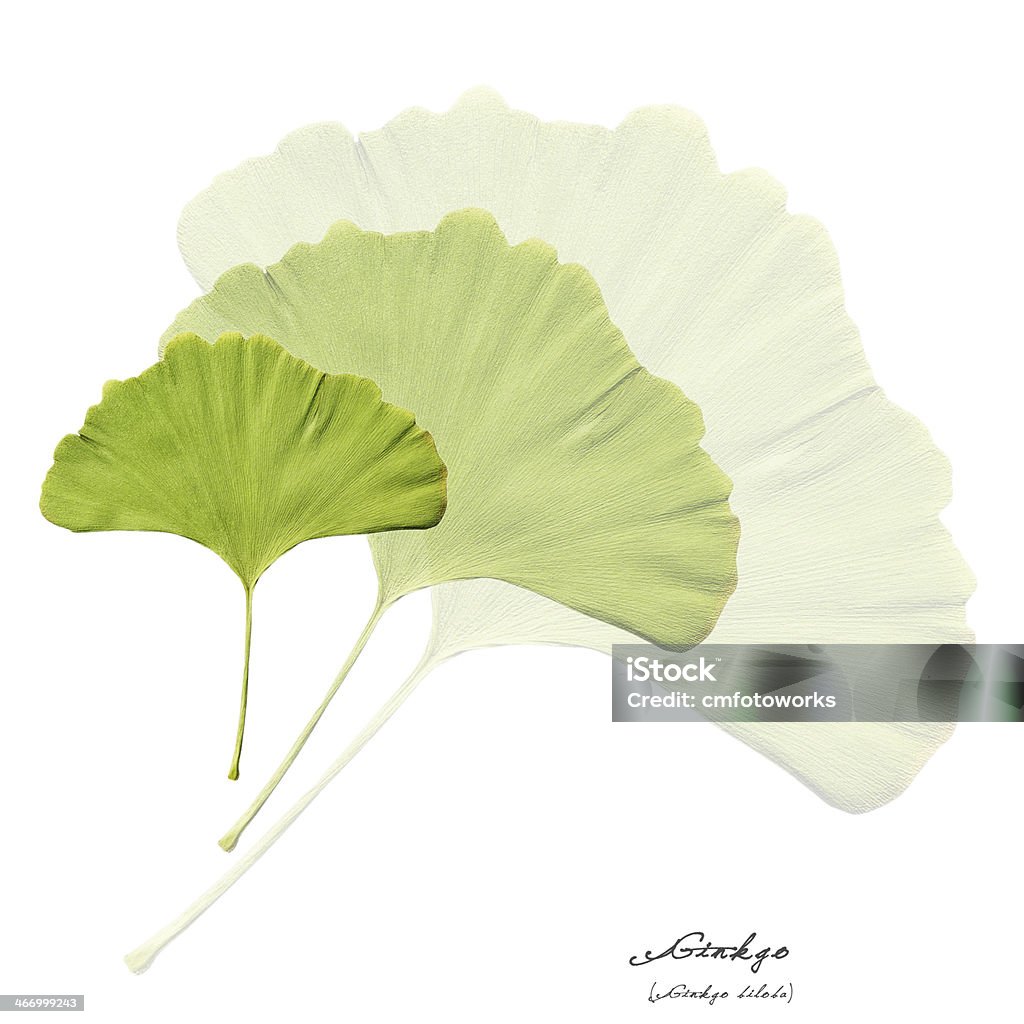 Colagem com folhas Verdes Gingo - Royalty-free Acordo Foto de stock