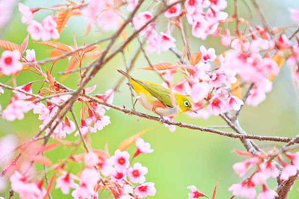 istock white-eye Bird on Cherry Blossom and sakura 466999741