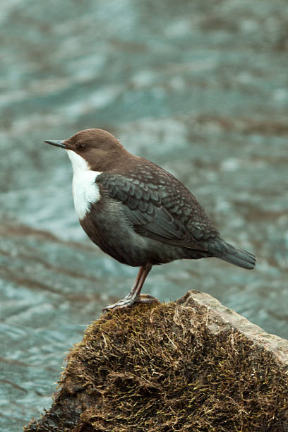 White-throated dipper in profile A full body shot of a white-throated dipper in profile, standing on a rock. cinclidae stock pictures, royalty-free photos & images