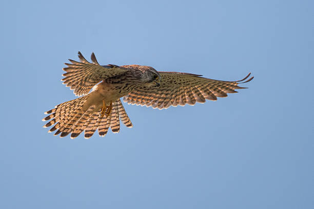 istock kestrel hanging in the air 467002608