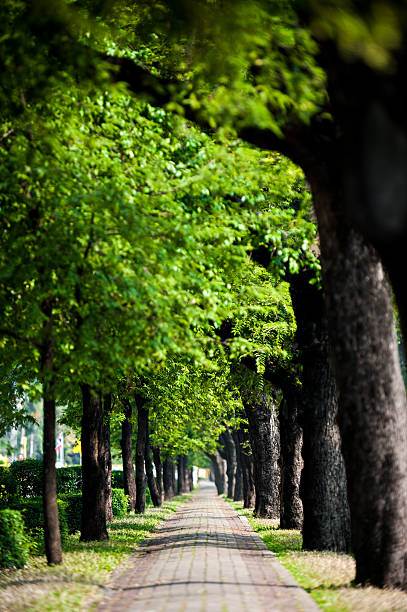 istock walking lane in the city with tree 467002856