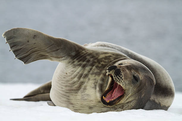 istock Weddellrobbe, Leptonychotes weddellii,  Weddell seal 467003190