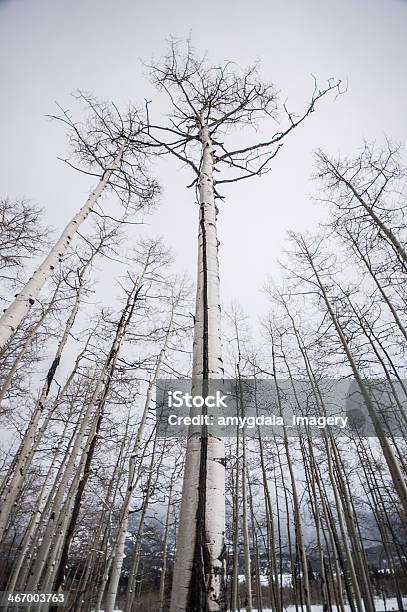 Aspen Abstrakte Stockfoto und mehr Bilder von Abstrakt - Abstrakt, Amerikanische Espe, Ast - Pflanzenbestandteil