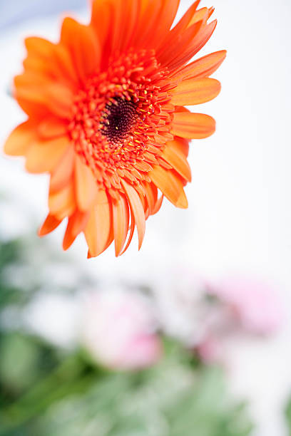 istock Orange flower with cuttings 467003902