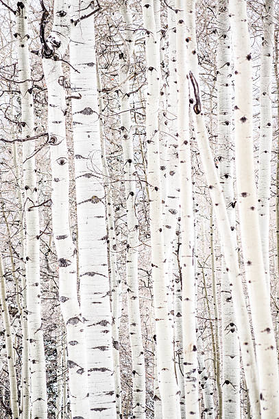 aspen abstrait - woods glade winter wood photos et images de collection