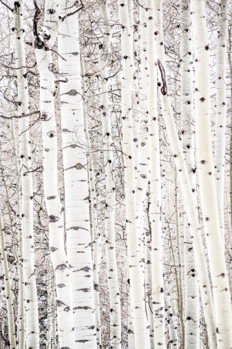 SONY winter aspens create natural line and pattern.  such beautiful abstracts of nature scenery can be found in the san juan mountains of durango, colorado.  vertical composition.