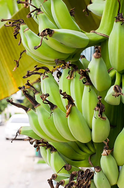 Raw bananas on the tree. stock photo