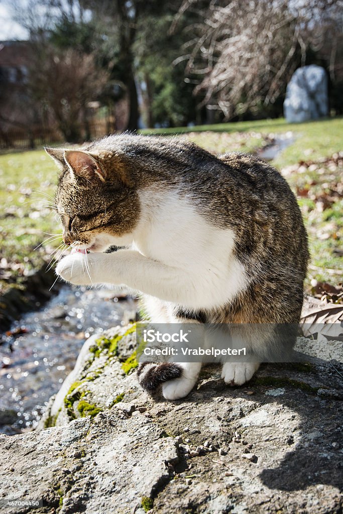 Domestic cat licking paw Domestic cat licking paw in outdoor. 2015 Stock Photo