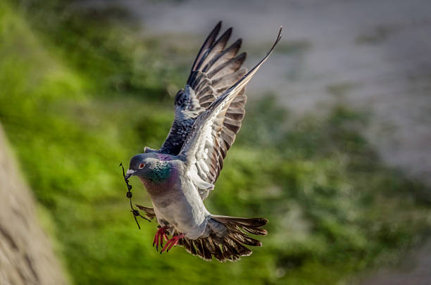 istock pigeon collecting seaweed for a nest, colour image 467004562