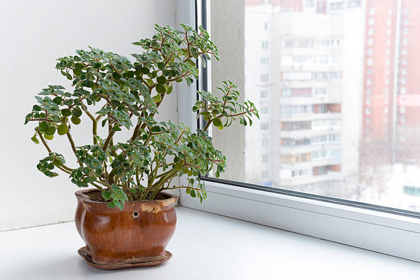 istock Potted flowers on the windowsill in a pot. Aichryson. 467005129
