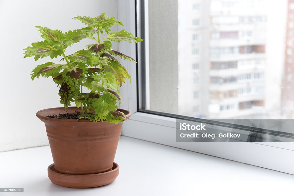 Potted flowers on the windowsill in a pot. Coleus Coleus was a genus of flowering plants in the family Lamiaceae. In recent classifications, the genus is no longer recognized, and the formerly included species are instead placed in the genera Plectranthus and Solenostemon. Because the type species, Coleus amboinicus is now placed in Plectranthus, Coleus is regarded as a synonym of Plectranthus. Close-up Stock Photo