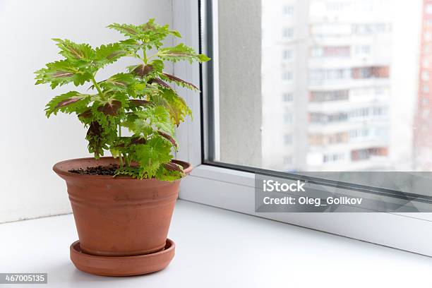 Potted Flowers On The Windowsill In A Pot Coleus Stock Photo - Download Image Now - Close-up, Coleus, Crassulaceae