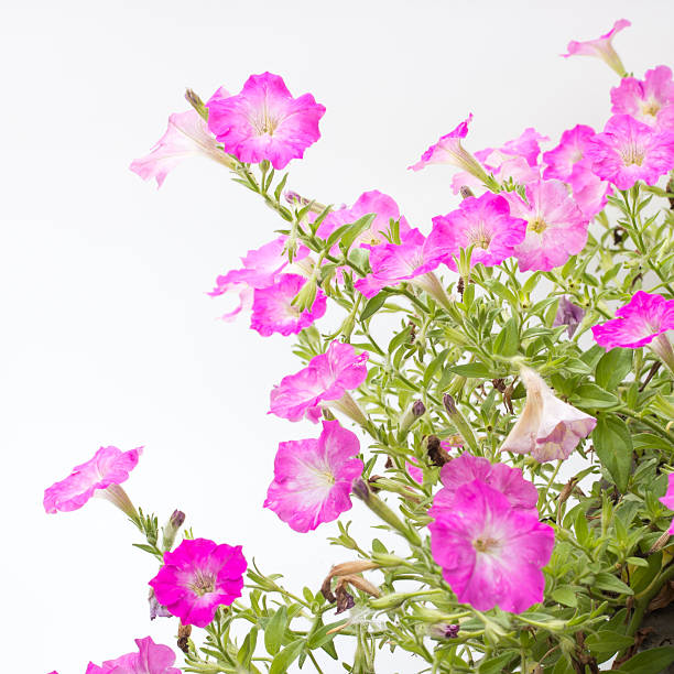 istock close up lovely pink petunia flowers 467005320