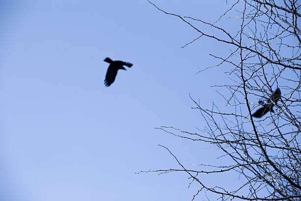 istock bird in flight against the blue sky 467006530