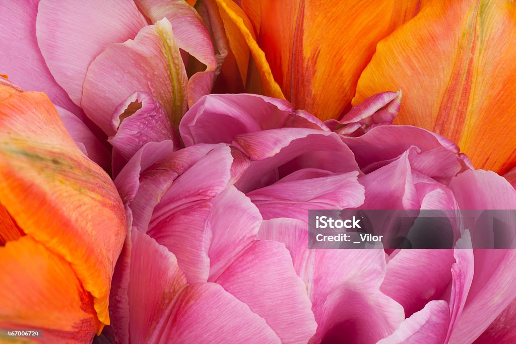 tulip Studio Shot of Orange and Magenta Colored Tulip Flowers Background. Macro. National Flower of The Netherlands, Turkey and Hungary. 2015 Stock Photo