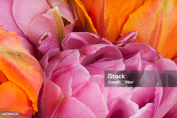 Tulip Stock Photo - Download Image Now - 2015, Abstract, Backgrounds