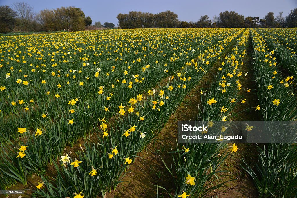 Spring Daffodils, U.K. Wide angle agricultural crop. 2015 Stock Photo