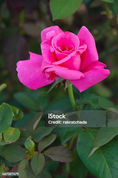 Beatiful Pink Rose Stock Photo - Download Image Now - Blossom, Bud, Colors