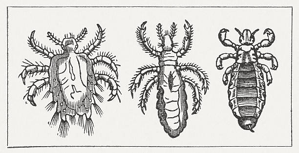 Crab louse, Body louse, Head louse, wood engraving, published 1865 Crab louse (Pthirus pubis), Body louse, (Pediculus humanus humanus) and Head louse (Pediculus humanus capitis). Woodcut engraving from my archive, published in 1865. human body lice stock illustrations