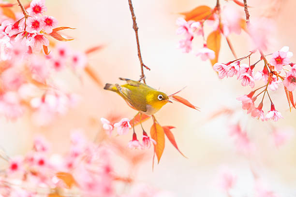 istock white-eye Bird on Cherry Blossom and sakura 467009047