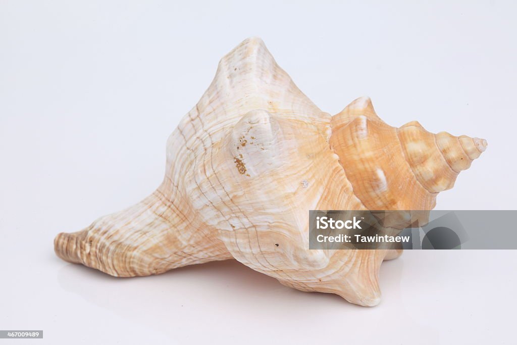 Conchas do mar - Foto de stock de Amêijoa - Animal royalty-free
