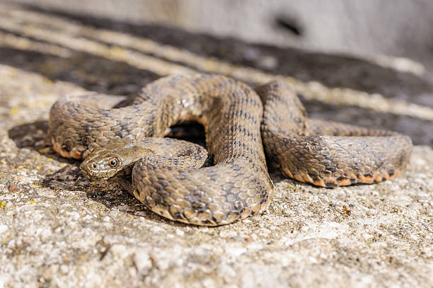 Snake,viper The snake,Viper, to take the sun common adder stock pictures, royalty-free photos & images