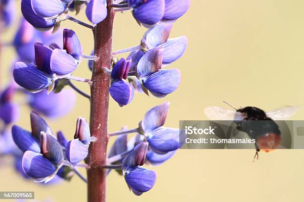 Moscardón En Vuelo En Flor Foto de stock y más banco de imágenes de Abeja - Abeja, Aire libre, Ala de animal