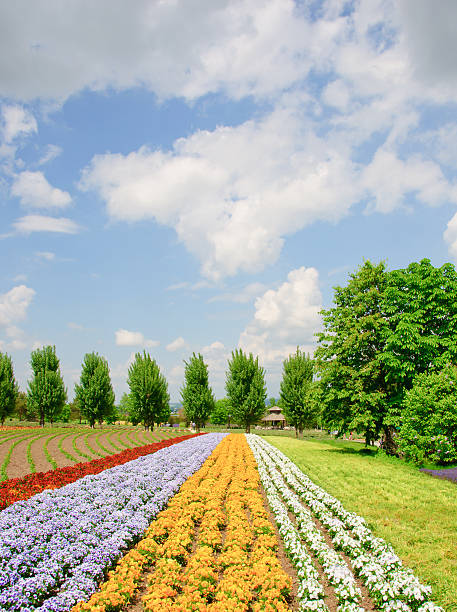 istock colorful flowers field 467009571