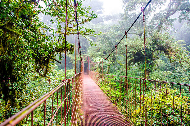 istock Bridge in Rainforest Monteverde - Costa Rica 467009656